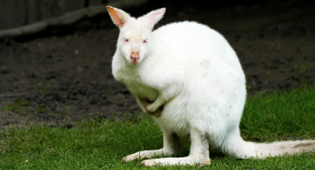Albiinokenguruiden selviytymishaasteet